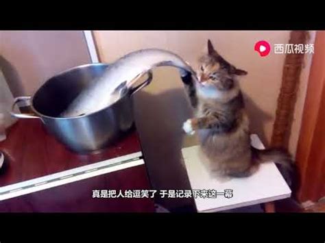 猫咪偷吃生鱼被主人训斥