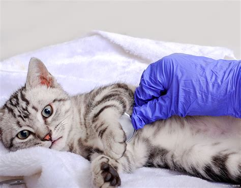 猫咪内脏受损能活多久