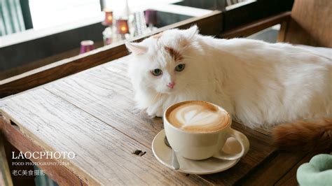 猫咪咖啡