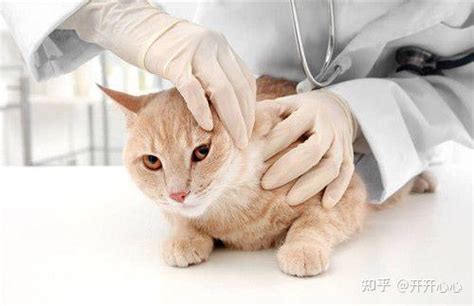 猫咪尿闭自己在家怎么治疗