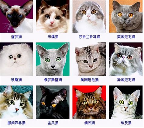 猫的品种的介绍和图片
