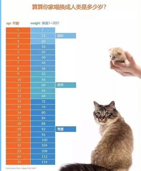 猫的成年寿命是多少