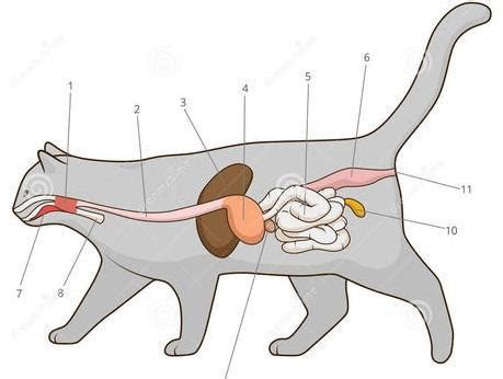 猫的消化系统结构图