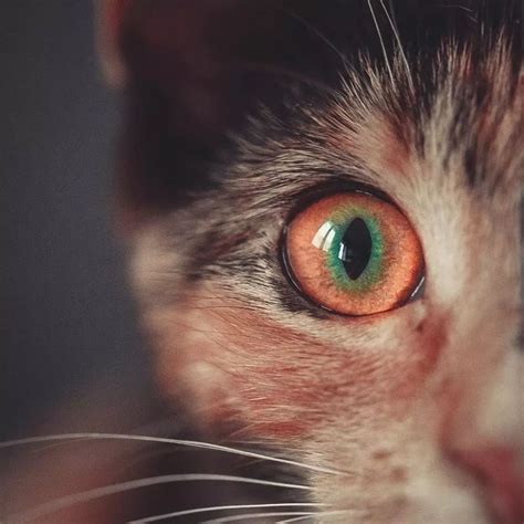 猫的眼睛诡异转动