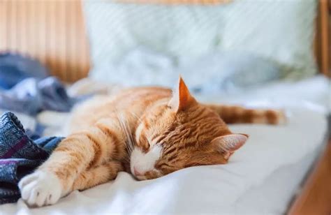 猫睡人床上有什么危害
