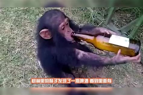 猴子喝醉酒视频