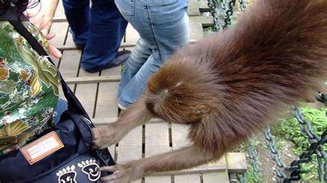 猴子坐路边礼貌接游客苹果