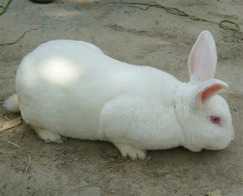 獭兔价格多少钱一斤