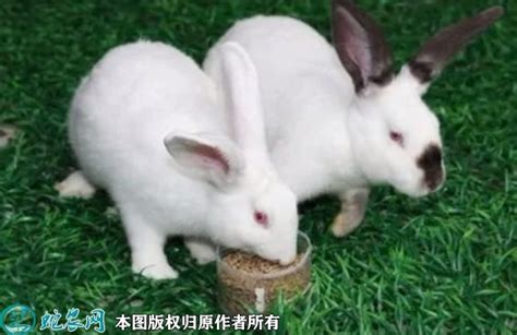 獭兔种兔多少钱一只