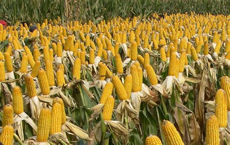 玉米种植公司起名大全