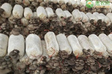 玉米芯养蘑菇技术