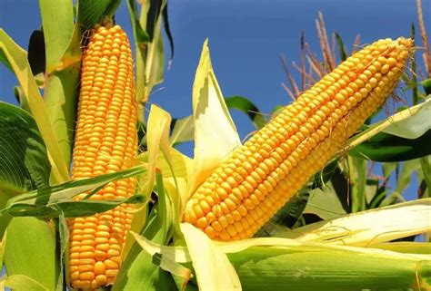 玉米108品种特点