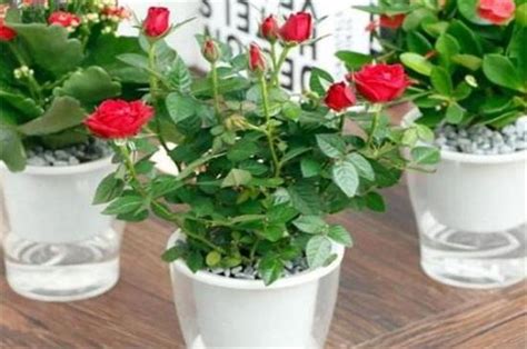 玫瑰花怎么在花盆里种