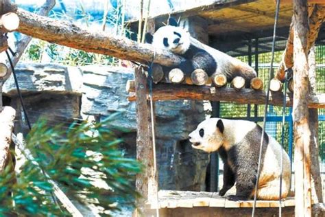 现在南宁动物园还有熊猫吗