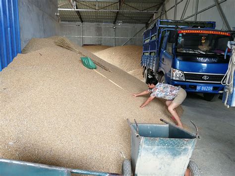 现在小麦收购价是多少