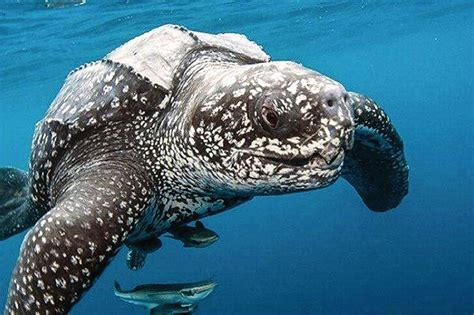 现存世界上最大的海龟
