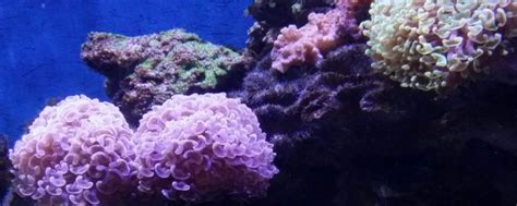 珊瑚寓意象征