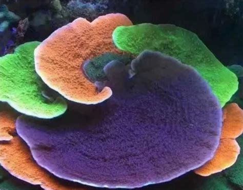 珊瑚色有几种颜色
