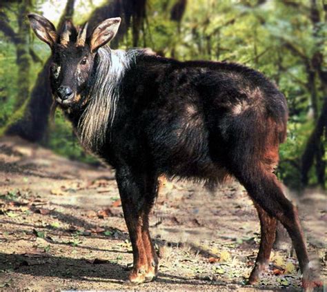 珍稀保护动物鬣羚