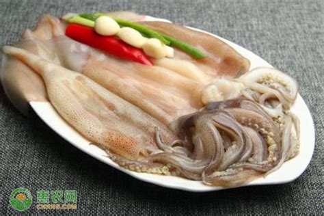 珠海鱿鱼丝多少钱一斤
