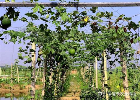 瓜蒌的种植技术视频