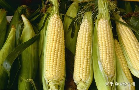 甜玉米转基因玉米