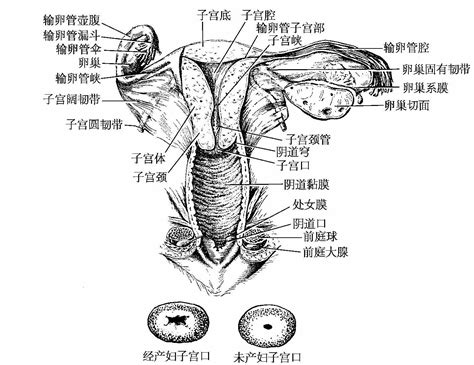 生殖器官结构解剖学