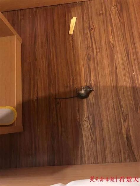 男子入住酒店发现鞋内有只老鼠