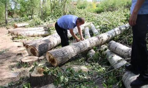 男子砍伐自家树木被判两年半