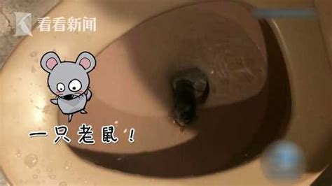 男子ktv上厕所回来发现老鼠