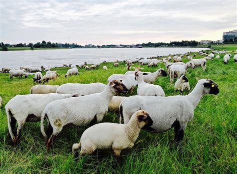 男生和女生在河边捞羊