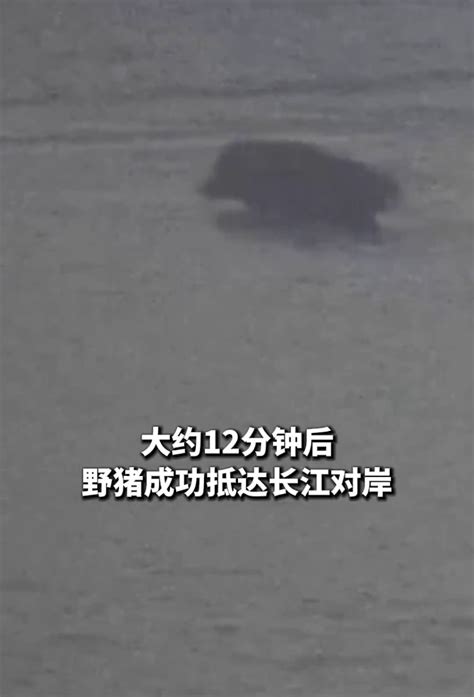 画面曝光 野猪12分钟横渡长江