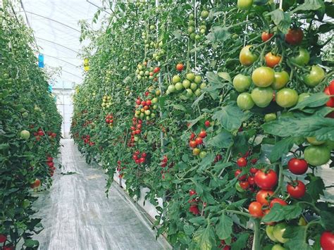 番茄整个种植技术