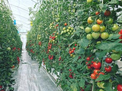 番茄的种植技术方案