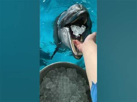 白海豚吃冰块