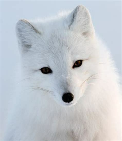 白狐几个眼睛