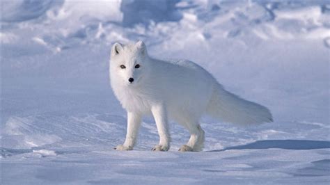 白狐在南极还是北极