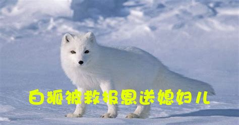 白狐被关在冰地狱里