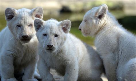 白狮是世界上最珍稀的动物吗