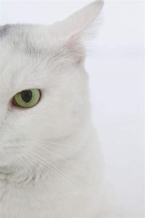 白猫取名不带白