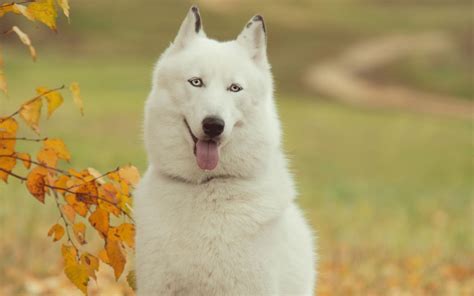 白色的大狼狗