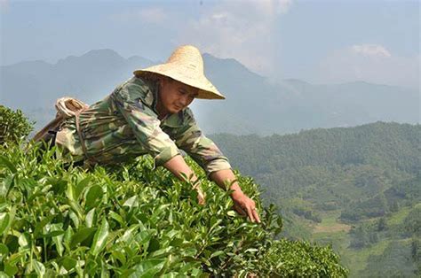 白茶种植生态原则