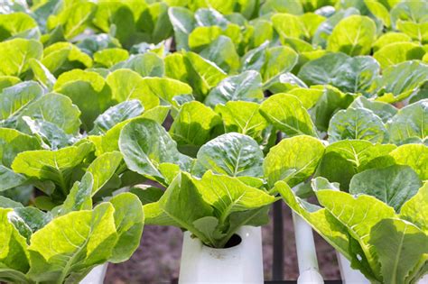 白菜萝卜种植时能施肥吗