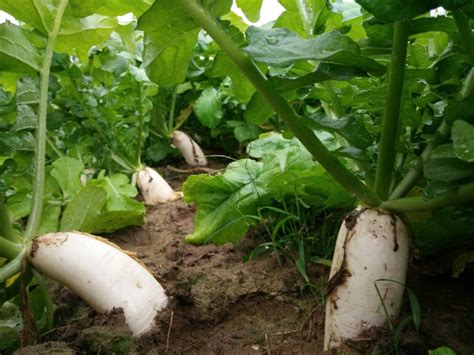 白萝卜习性和种植方法
