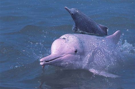 白鳍豚是海豚还是江豚