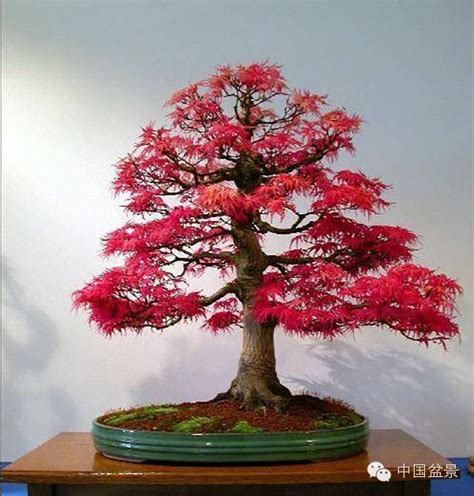 盆景红枫树种植方法
