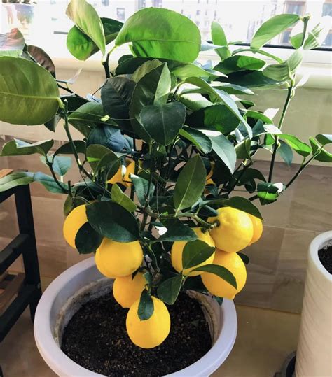 盆栽柠檬长多高摘心