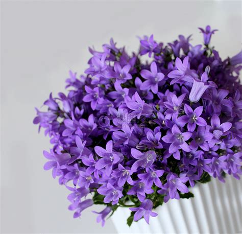 盆栽植物紫色的花朵