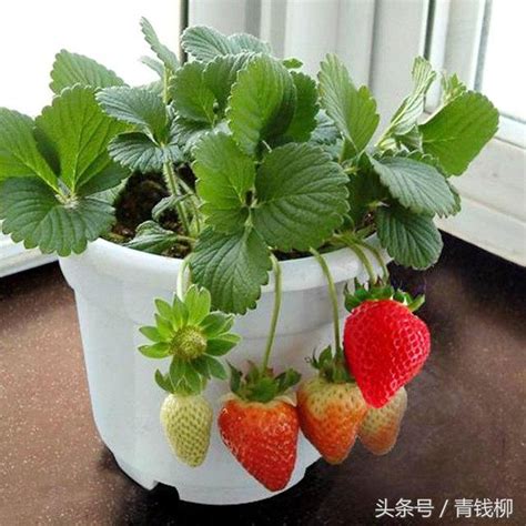 盆栽草莓哪个品种最好