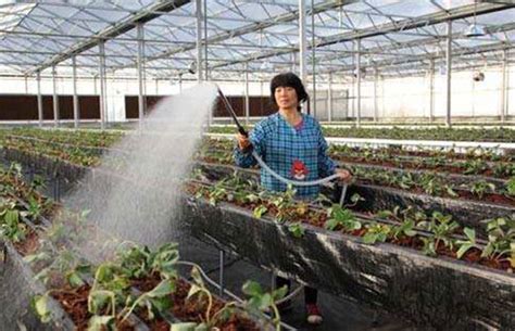 盆栽草莓怎么浇水施肥